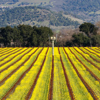 Field of grape vines with mountains in the background