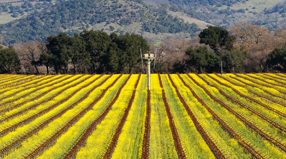 Field of grape vines with mountains in the background